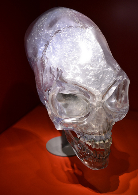 skull on exhibit